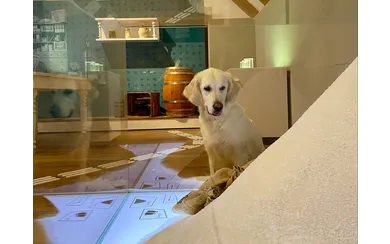 Doggy_Day_Bild