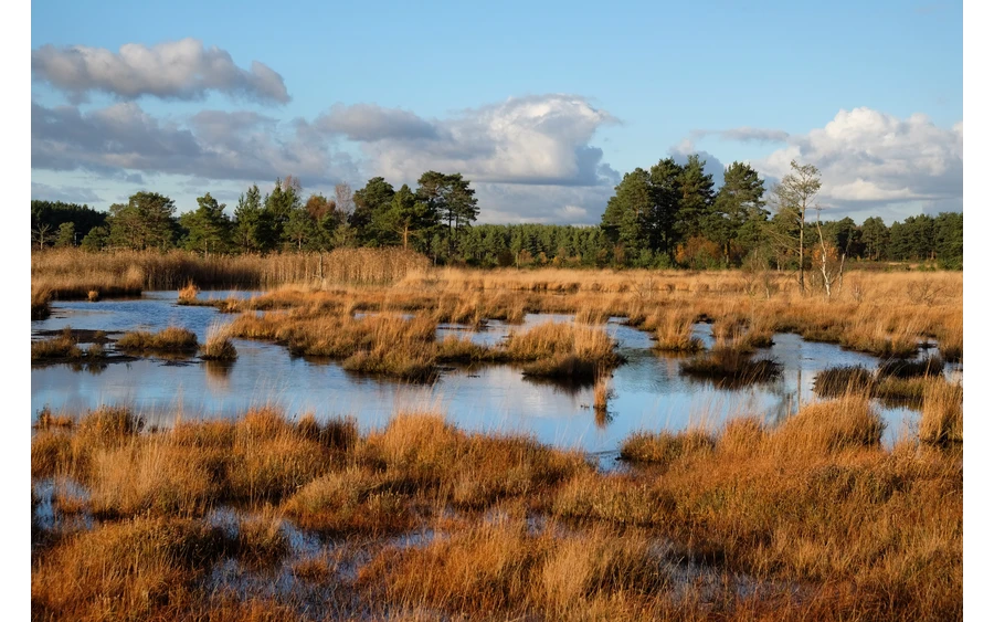 Moorlandschaft_The-wetlands-of-Thursley