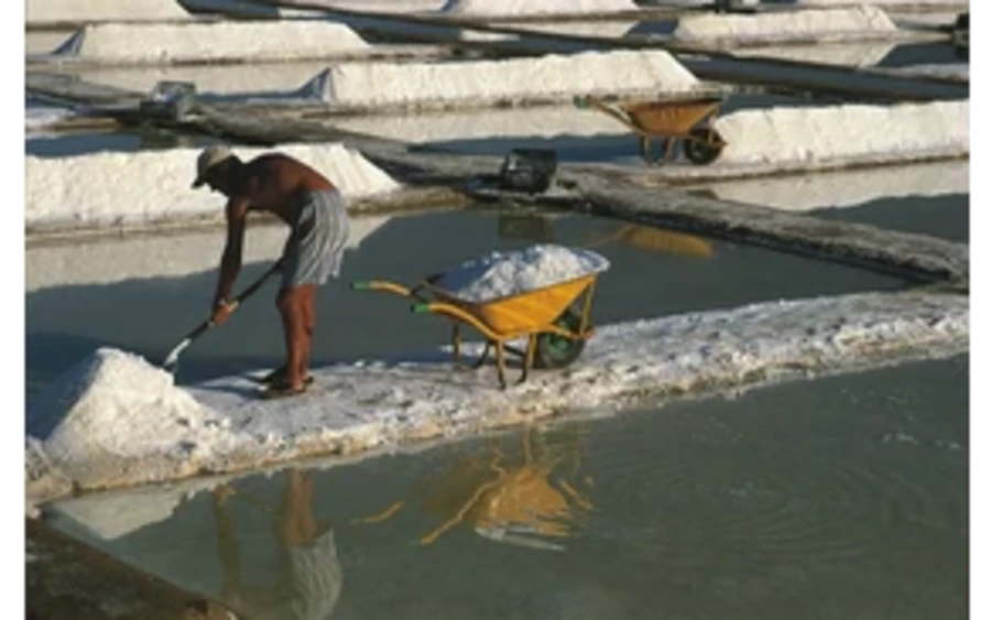 Visions of Salt Visions of Salt