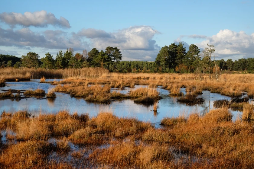 Moorlandschaft_The-wetlands-of-Thursley