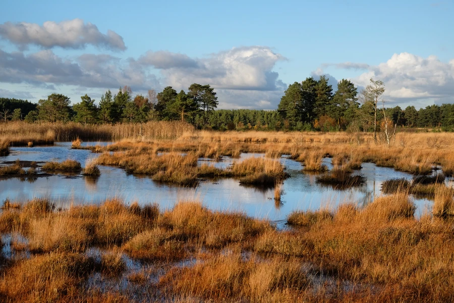 Moorlandschaft_The-wetlands-of-Thursley