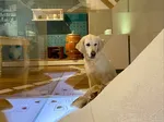 Doggy_Day_Bild