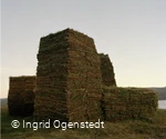 Unearthed Greenshot - Ingrid Ogenstedt